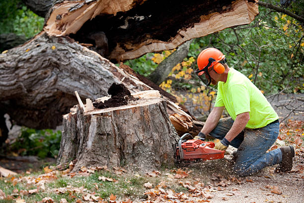 Best Tree Removal Cost  in USA